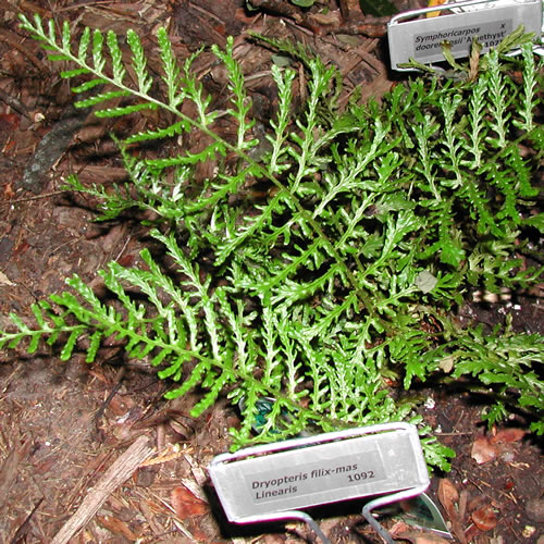 Dryopteris filix-mas Parsley